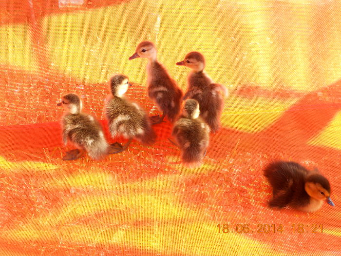 Marmurate - Tineret-2014