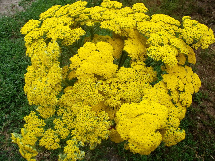 achillea cloth of gold