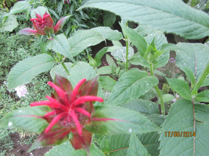 Monarda