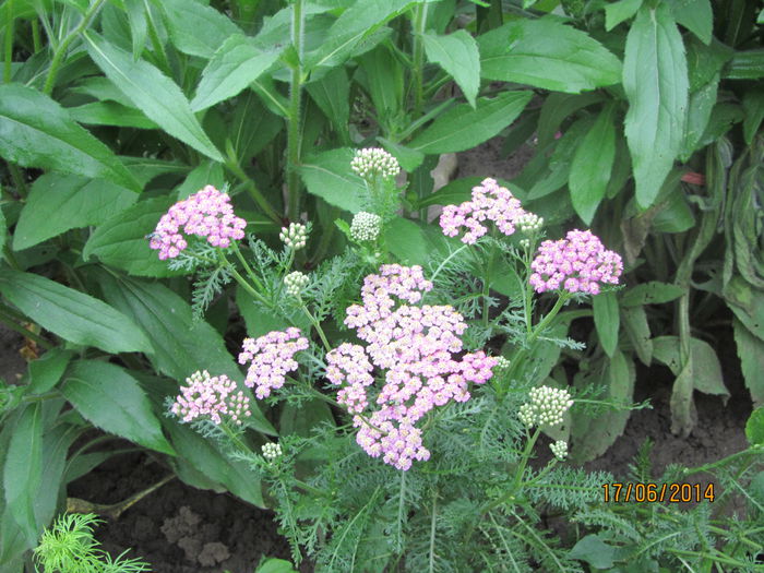 Coada soricelului