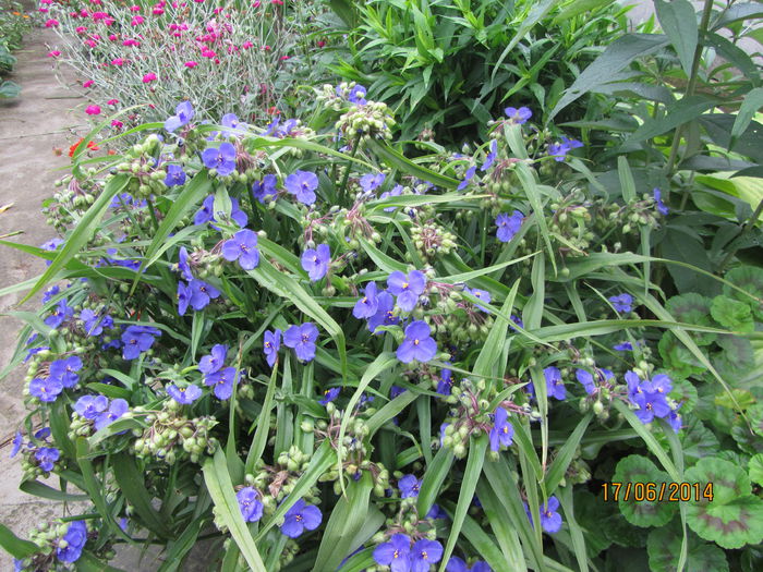 Tradescantia