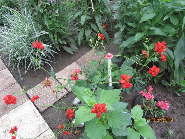 Geum coccineum chuloense