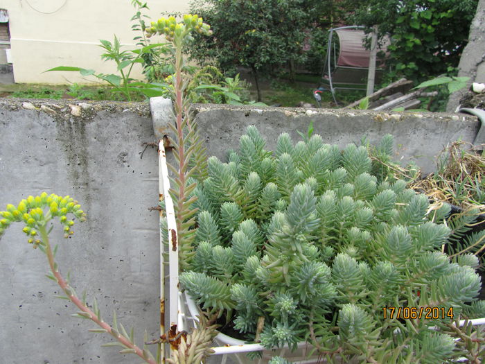 Sedum