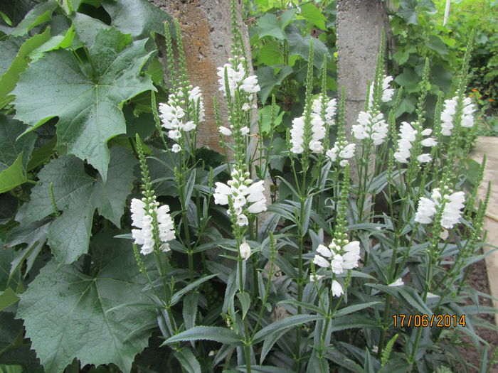 Physostegia