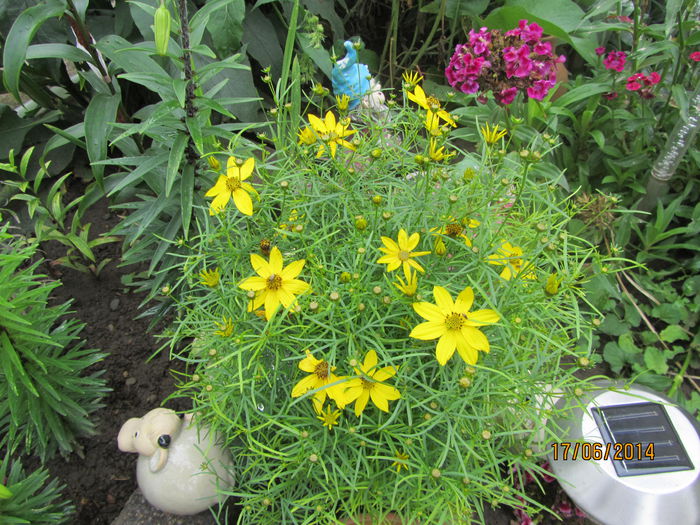 Coreopsis Zagreb