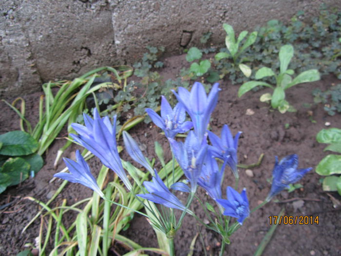 Triteleia