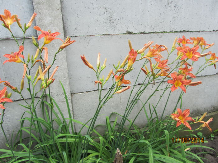 Hemerocallis fulva