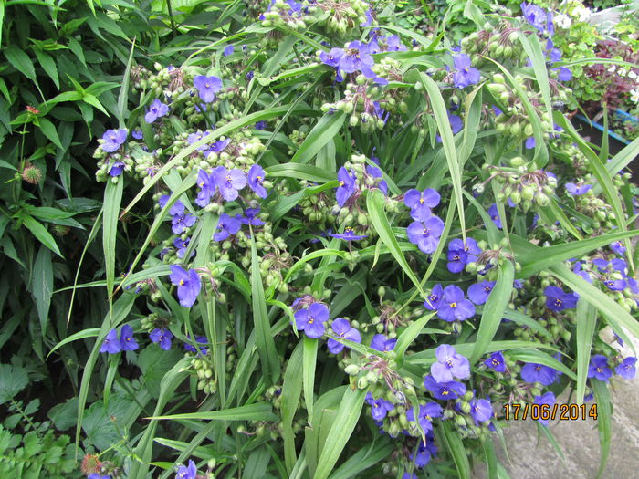 Tradescantia