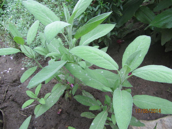 Salvia