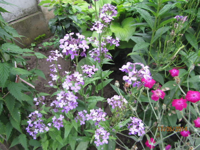 Erysimum