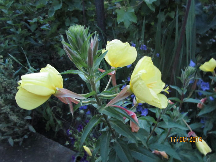 Oenothera