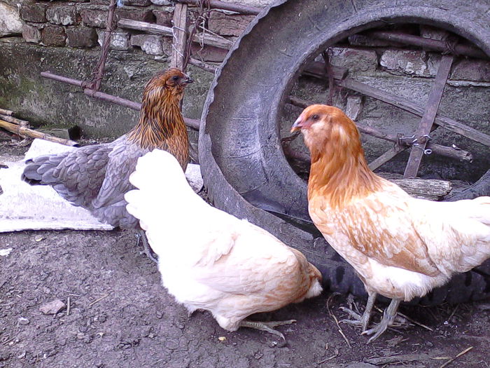 IMG_20140618_195810 - AMERAUCANA 2014