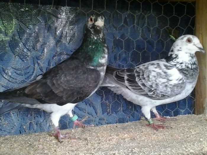 M 2011 & F 2011 UA - 6 Matca 2014