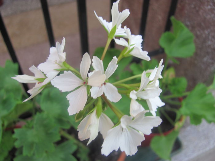 Arctic Star - Muscate Gommer