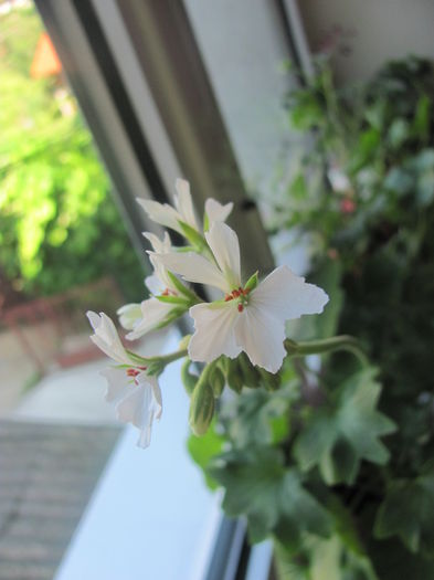 Arctic Star - Muscate Gommer