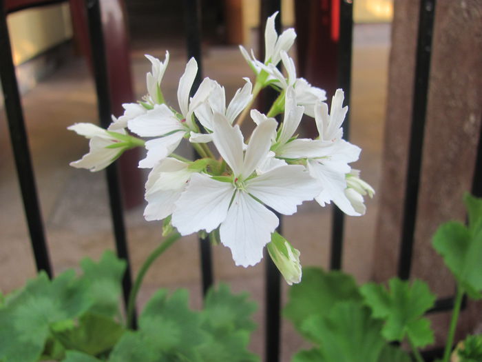 Arctic Star - Muscate Gommer