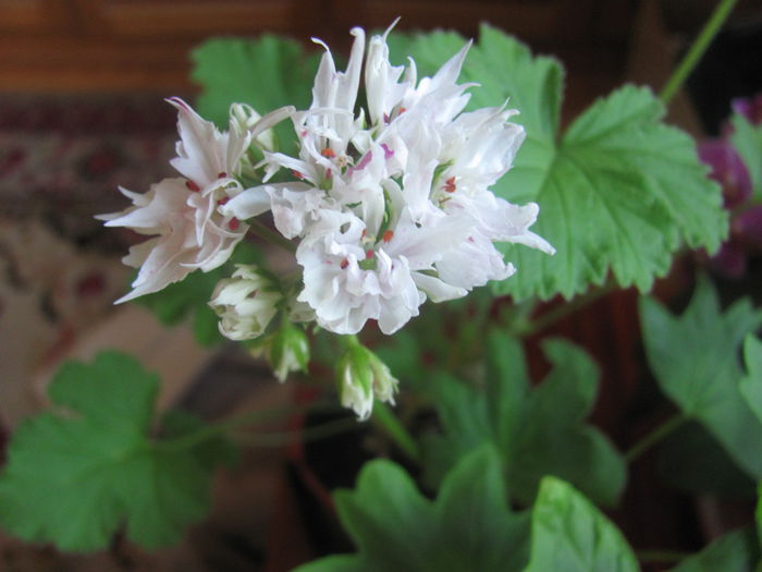 Joann_Hodgson - Muscate Gommer