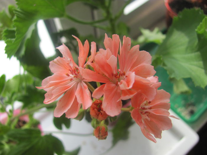 Zoe_Kathleen - Muscate Gommer