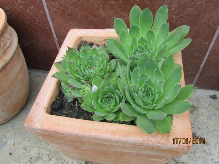 Urechelnita