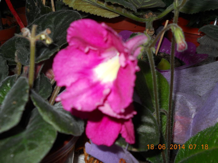 012 - IUNIE 2014