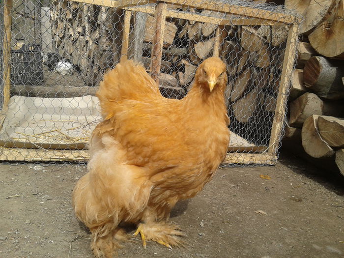 2014-06-18 16.56.16 - seria I