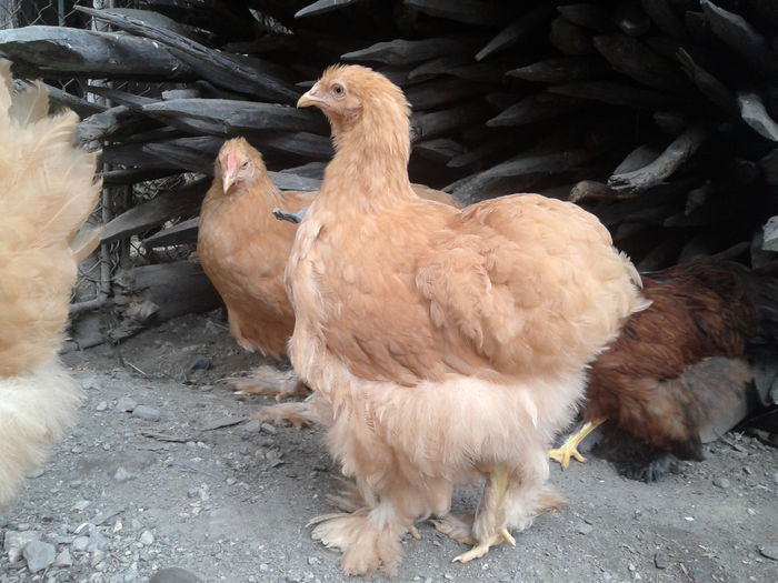 2014-06-18 16.56.33 - seria I