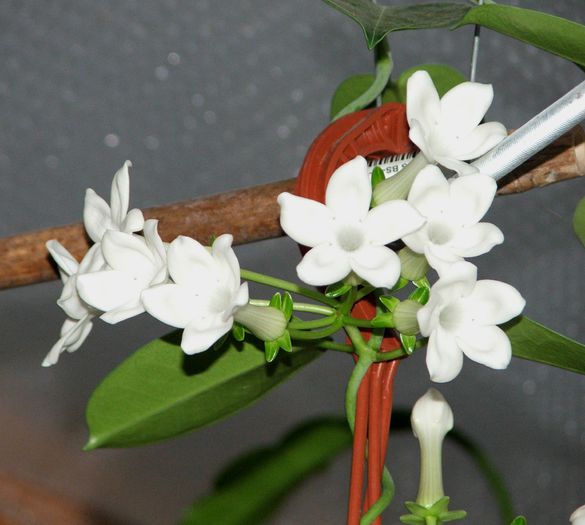 Stephanotis - Stephanotis