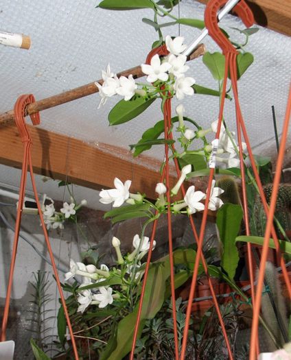 Stephanotis - Stephanotis