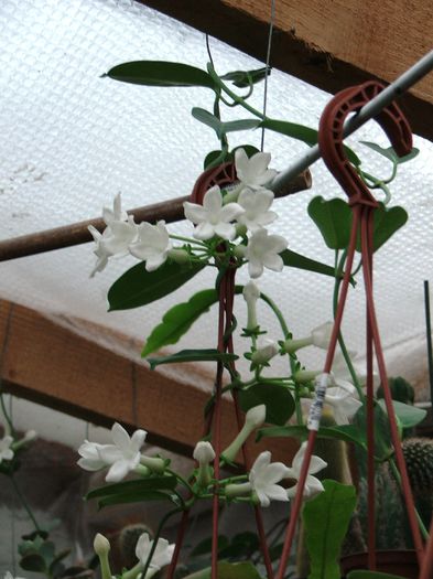 Stephanotis - Stephanotis