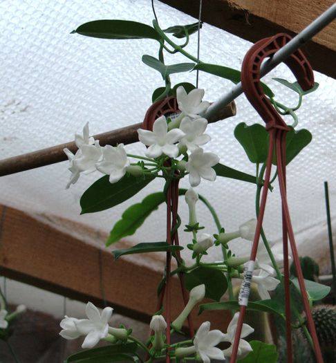 Stephanotis - Stephanotis