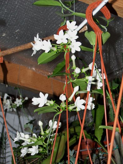 Stephanotis