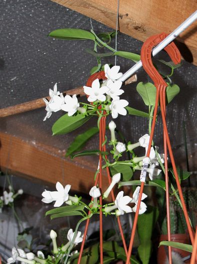 Stephanotis - Stephanotis