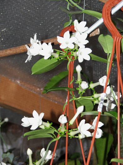 Stephanotis