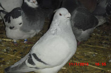 93917840_UOJHLRE - m---PORUMBEI VANDUTI