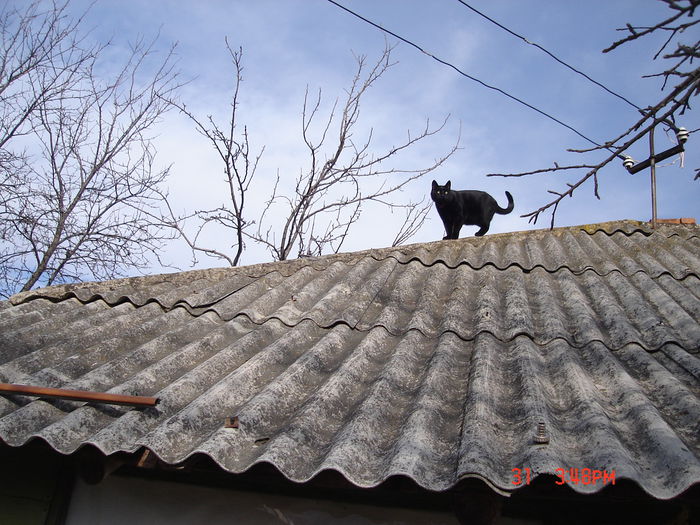 ...sunt un motan adevărat! - Gigel - soricel