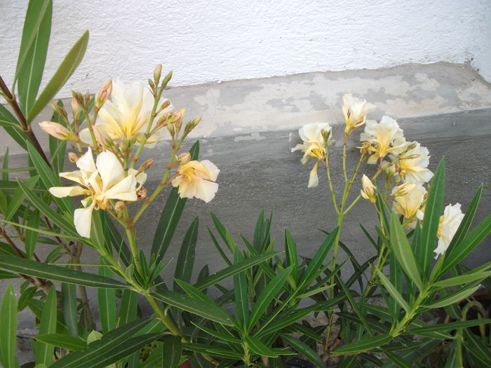 DSCF6145 - Nerium Oleander_leandru