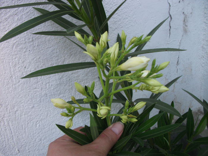 DSCF6147 - Nerium Oleander_leandru
