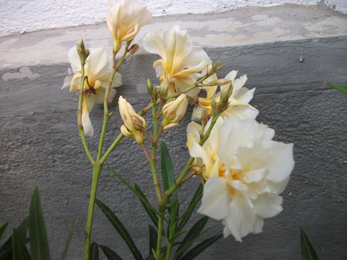 DSCF6148 - Nerium Oleander_leandru