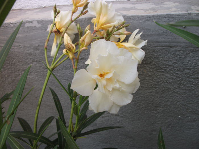 DSCF6150 - Nerium Oleander_leandru