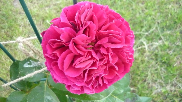 falstaff