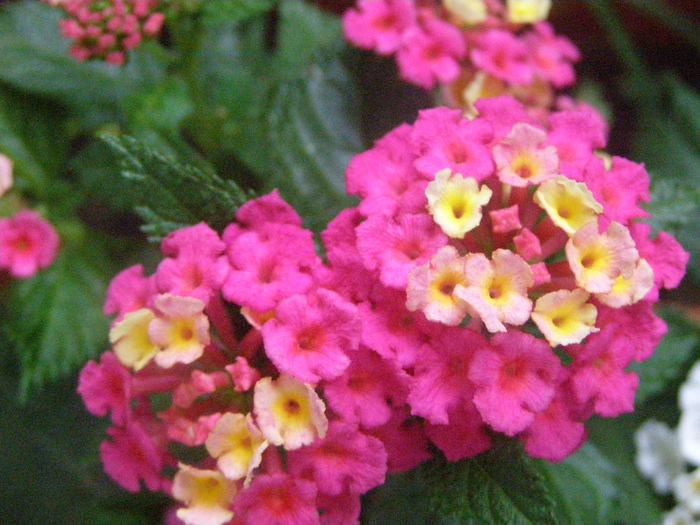 P6180033 - Lantana