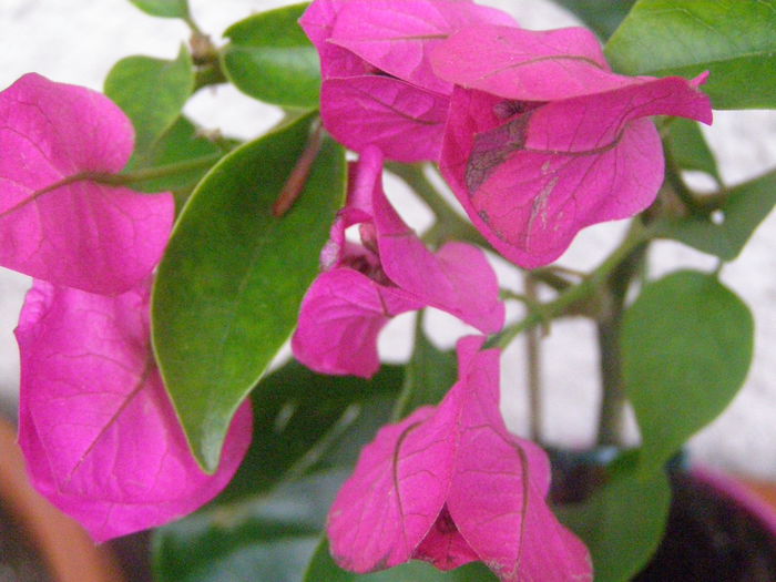 P6180034 - Bougainvillea