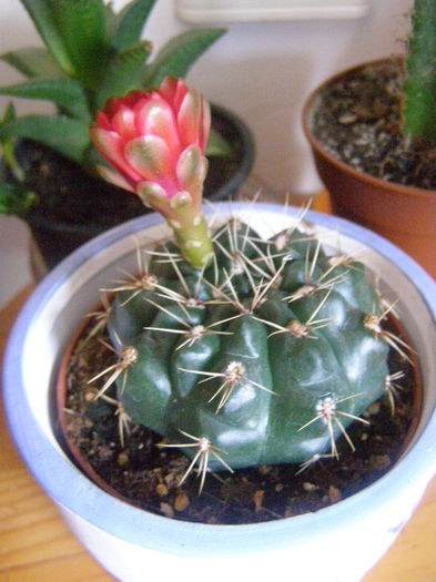 P6150024 - Cactusi-suculente