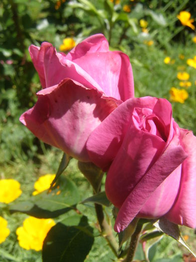 P6150013
