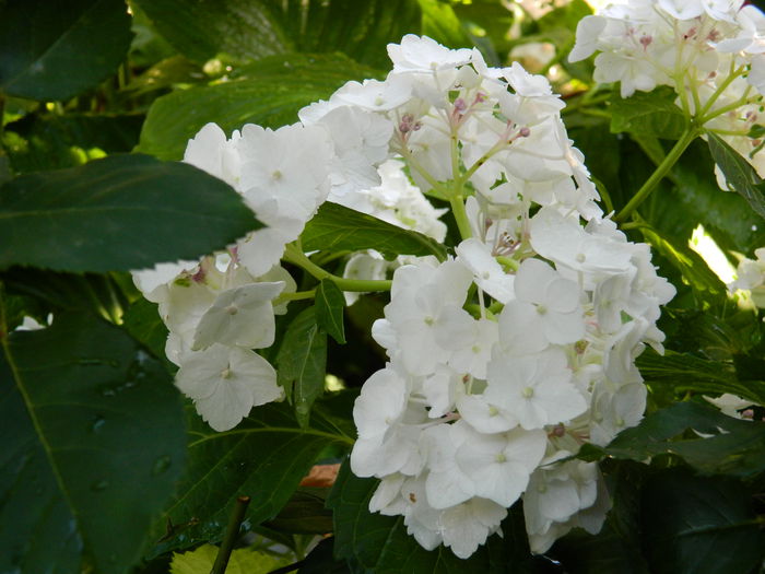 DSCN8117