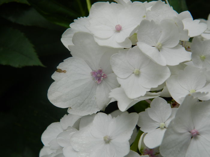 DSCN8373