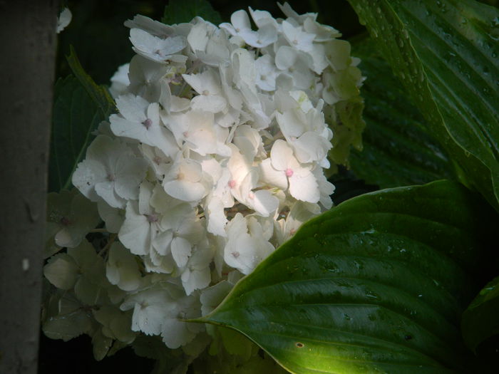 DSCN8422 - HORTENSIA_2014