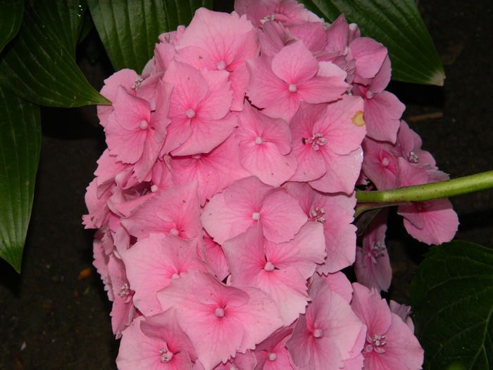 DSCN8686 - HORTENSIA_2014