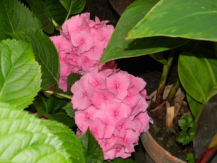 DSCN8689 - HORTENSIA_2014