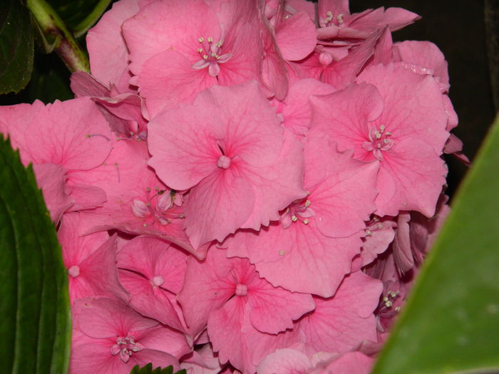 DSCN8691 - HORTENSIA_2014